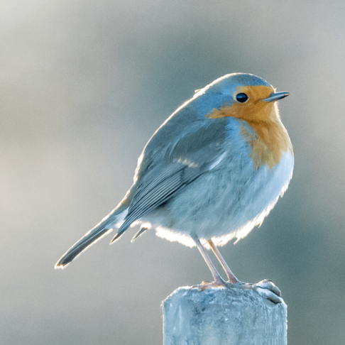 bird1bu