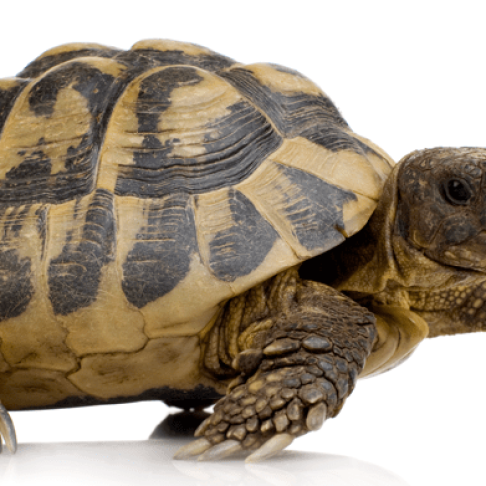 herman-s-tortoise-front-white-backgroung