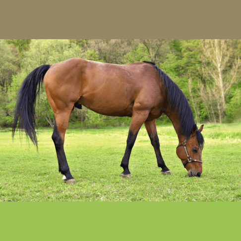 horse-1